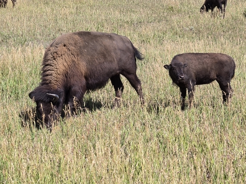 Bison photographed at Grand Teton National Park, Teton County, US-WY, US