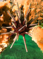 Phyllacanthus parvispinus