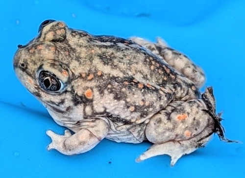 Plains Spadefoot