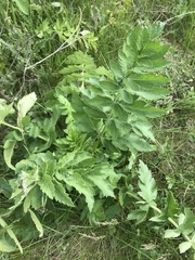 Pastinaca