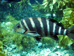 Chirodactylus spectabilis