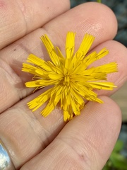 Hieracium lachenalii, photograph (c) Jamie VanBuskirk, some rights reserved (CC BY)