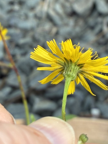 Hieracium lachenalii, photograph 4