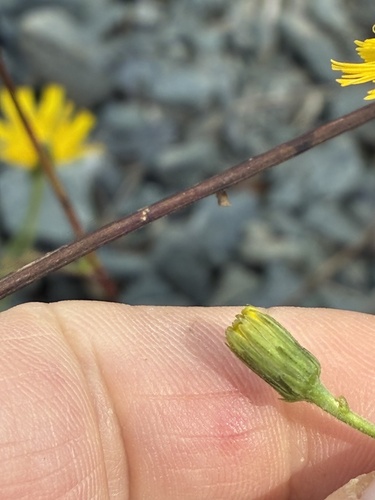 Hieracium lachenalii, photograph 5