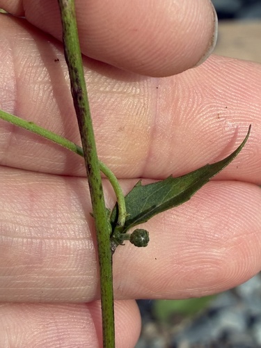Hieracium lachenalii, photograph 6