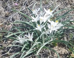 Leucocrinum montanum