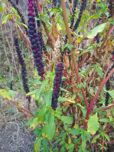 Phytolacca heterotepala, photograph 5