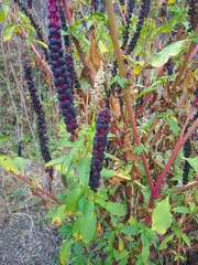 author not stated, no rights reserved Phytolacca heterotepala, photograph author not stated, no rights reserved
