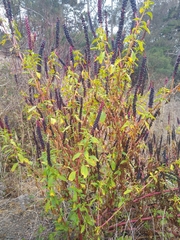 Phytolacca heterotepala, photograph author not stated, no rights reserved