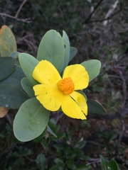 Dendromecon harfordii