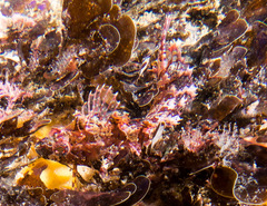 Heteroclinus roseus