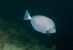 Prionurus microlepidotus