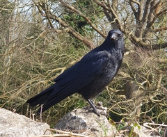 Corvus corone
