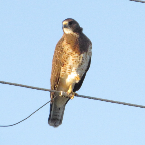 Swainson's Hawk