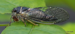 Platypedia minor