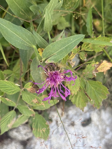 Centaurea nervosa, photograph 4