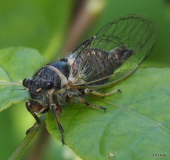 Platypedia minor