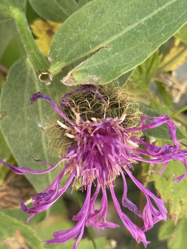 Centaurea nervosa, photograph 5