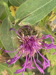 (c) Tony KM, some rights reserved (CC BY) Centaurea nervosa, photograph (c) Tony KM, some rights reserved (CC BY)