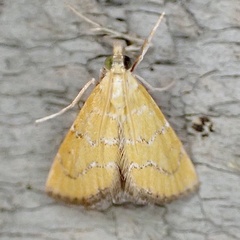 Xanthophysa psychicalis