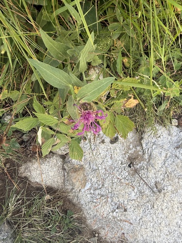 Centaurea nervosa, photograph 6