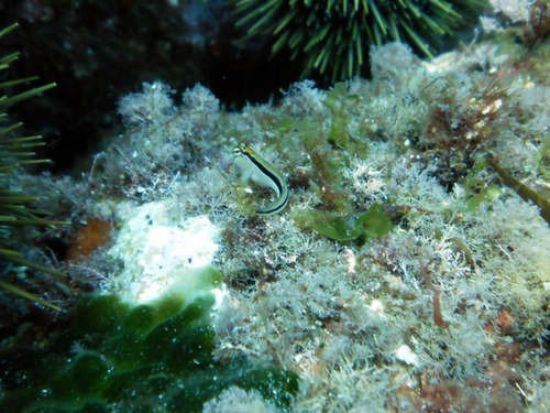 Parablennius laticlavius
