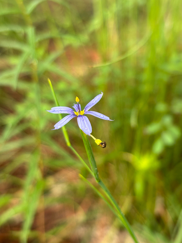 Sisyrinchium xerophyllum, photograph 2