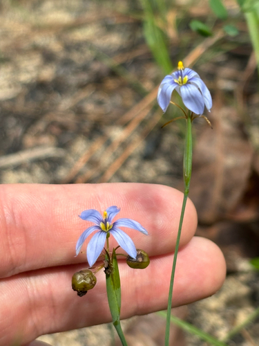 Sisyrinchium xerophyllum, photograph 5