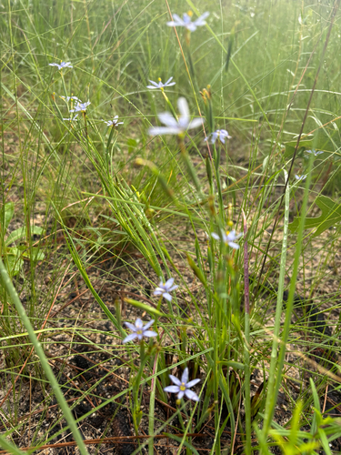 Sisyrinchium xerophyllum, photograph 3