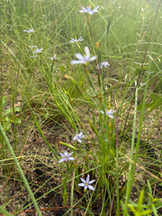 Sisyrinchium xerophyllum, photograph author not stated, no rights reserved