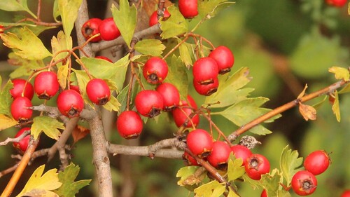 common hawthorn