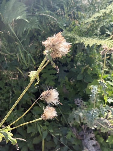 Cirsium alsophilum