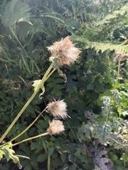 Cirsium alsophilum