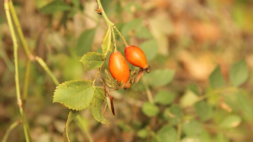 Dog-rose
