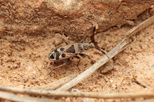 Lasiocoris crassicornis