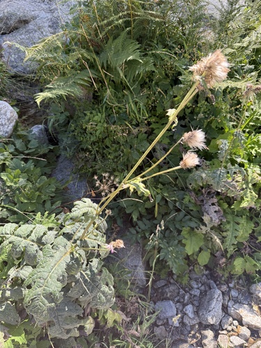 Cirsium alsophilum, photograph 2