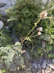 (c) Tony KM, some rights reserved (CC BY) Cirsium alsophilum, photograph (c) Tony KM, some rights reserved (CC BY)