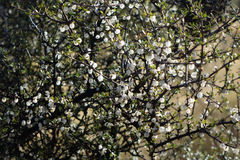 Coprosma propinqua propinqua