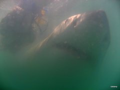 Carcharodon carcharias