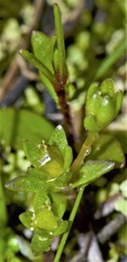 Mononeuria minima