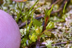 Mononeuria minima