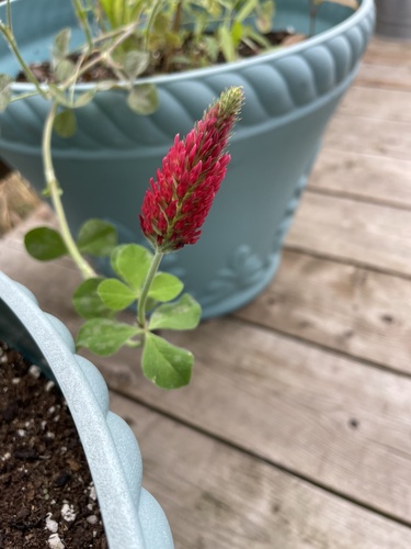 crimson clover