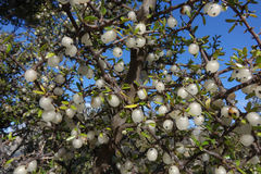Coprosma propinqua propinqua
