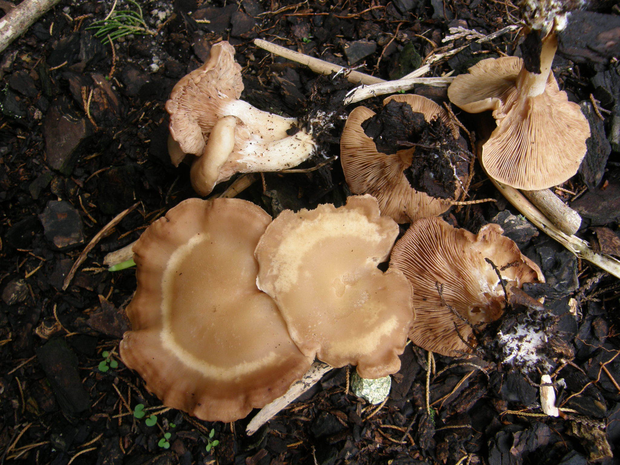 Clitopilus piperitus image