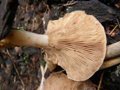 Rhodocybe piperita