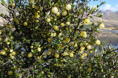 Coprosma propinqua propinqua