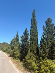 Cupressus sempervirens, photograph (c) FloraJenensis, some rights reserved (CC BY)
