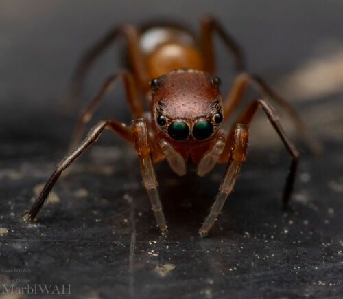 Peckhamia americana