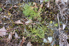 Diphasiastrum complanatum