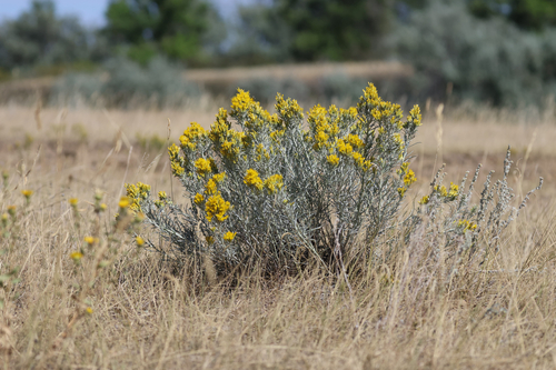 Rubber Rabbitbrush